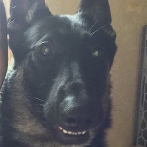 Meet your Posher, Alison